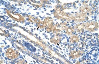 Immunohistochemistry-Paraffin: RPUSD2 Antibody [NBP1-80477] - Human kidney Tissue, antibody concentration 4-8ug/ml. Cells with positive label: renal corpuscle cells (indicated with arrows) 400X magnification.