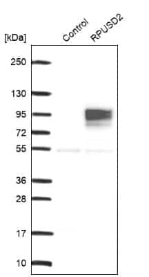 Western Blot RPUSD2 Antibody - BSA Free