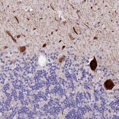Immunohistochemistry-Paraffin: RPUSD3 Antibody [NBP1-81135] - Staining of human cerebellum shows strong cytoplasmic and nuclear positivity in Purkinje cells.
