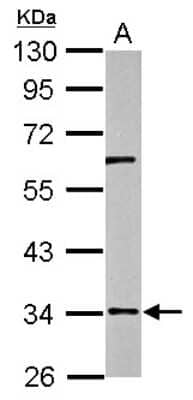 Western Blot: RPUSD3 Antibody [NBP2-20229] - Sample (50 ug of whole cell lysate) A: Mouse Brain, 10% SDS PAGE gel, diluted at 1:500.