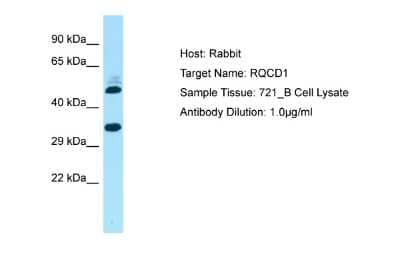 Western Blot RQCD1 Antibody