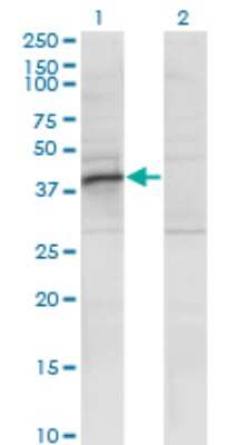 Western Blot: RRAGB Antibody (2B8) [H00010325-M01] - Analysis of RRAGB expression in transfected 293T cell line by RRAGB monoclonal antibody (M01), clone 2B8.Lane 1: RRAGB transfected lysate(43.3 KDa).Lane 2: Non-transfected lysate.