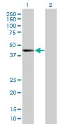 Western Blot: RRAGB Antibody [H00010325-B01P] - Analysis of RRAGB expression in transfected 293T cell line by RRAGB polyclonal antibody.  Lane 1: RRAGB transfected lysate(41.14 KDa). Lane 2: Non-transfected lysate.