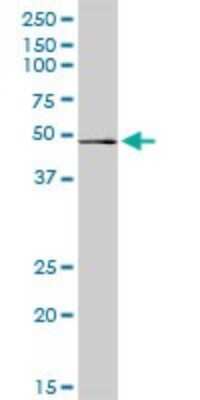 Western Blot: RRAGB Antibody [H00010325-D01P] - Analysis of RRAGB expression in human placenta.