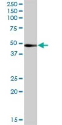 Western Blot RRAGB Antibody