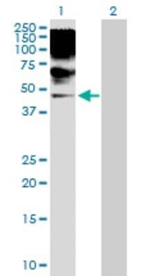 Western Blot: RRAGB Antibody [H00010325-D01P] - Analysis of RRAGB expression in transfected 293T cell line by RRAGB polyclonal antibody.Lane 1: RRAGB transfected lysate(43.30 KDa).Lane 2: Non-transfected lysate.