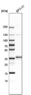 Western Blot RRAGB Antibody