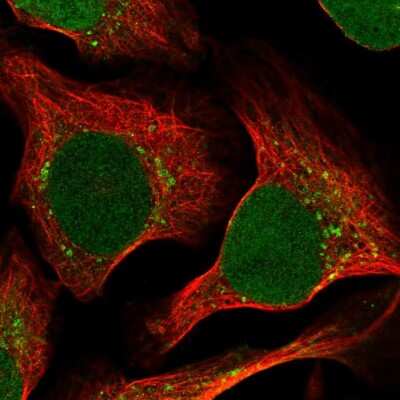 Immunocytochemistry/ Immunofluorescence RRAGC Antibody