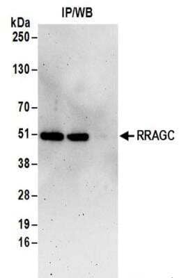 Immunoprecipitation: RRAGC Antibody [NBP2-32084] - Samples:  Whole cell lysate (0.5 or 1.0 mg per IP reaction; 20% of IP loaded) from 293T cells.  Antibodies:  Affinity purified rabbit anti-RRAGC antibody NBP2-32084 used for IP at 6 ug per reaction. For blotting immunoprecipitated RRAGC, NBP2-32084 was used at 1 ug/ml.  Detection: Chemiluminescence with an exposure time of 3 minutes.