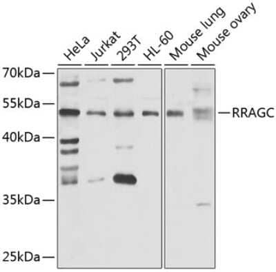 Western Blot RRAGC Antibody - BSA Free