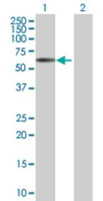 Western Blot: RRAGD Antibody [H00058528-B01P] - Analysis of RRAGD expression in transfected 293T cell line by RRAGD polyclonal antibody.  Lane 1: RRAGD transfected lysate(44 KDa). Lane 2: Non-transfected lysate.