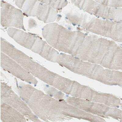 Immunohistochemistry-Paraffin: RRBP1 Antibody [NBP1-83957] - Staining of human skeletal muscle shows weak cytoplasmic positivity in glandular cells.