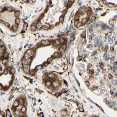 Immunohistochemistry-Paraffin: RRBP1 Antibody [NBP1-83957] - Staining of human kidney.