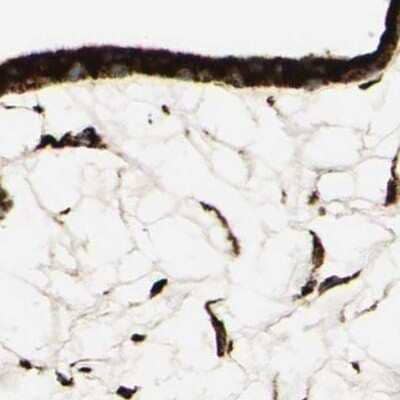 Immunohistochemistry-Paraffin: RRBP1 Antibody [NBP1-83957] - Staining of human placenta using Anti-RRBP1 antibody NBP1-83957.