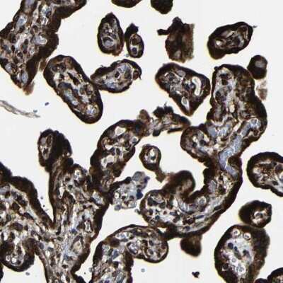 Immunohistochemistry-Paraffin: RRBP1 Antibody [NBP1-83958] - Staining of human placenta shows high expression.