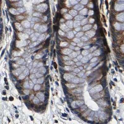 Immunohistochemistry-Paraffin: RRBP1 Antibody [NBP1-83958] - Staining of human colon.