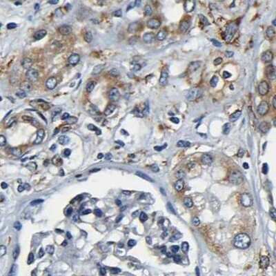 Immunohistochemistry-Paraffin: RRBP1 Antibody [NBP1-83958] - Staining of human kidney.