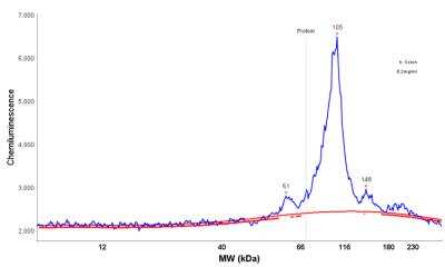 Simple Western: RRBP1 Antibody [NBP1-83957] - Electropherogram image of the corresponding Simple Western lane view. RRBP1 antibody was used at 1:200 dilution on h. Colon lysate(s) respectively.