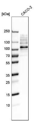 Western Blot: RRBP1 Antibody [NBP1-83957] - Analysis in human cell line CACO-2.