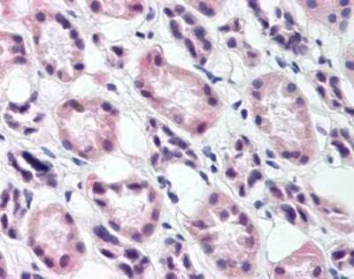 Immunohistochemistry-Paraffin: RREB1 Antibody [NBP1-03020] - Staining of human kidney. Immunohistochemistry of formalin-fixed, paraffin-embedded tissue after heat-induced antigen retrieval. Antibody concentration 10 ug/ml.