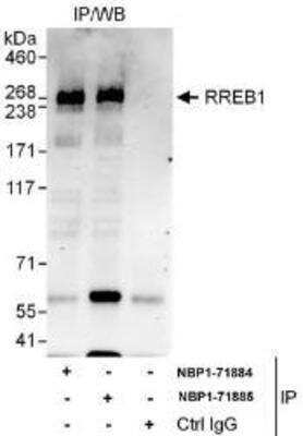 Immunoprecipitation RREB1 Antibody