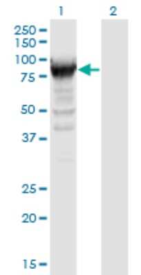 Western Blot: RRM1 Antibody (2E6) [H00006240-M05] - Analysis of RRM1 expression in transfected 293T cell line by RRM1 monoclonal antibody (M05), clone 2E6. Lane 1: RRM1 transfected lysate (Predicted MW: 90.1 KDa). Lane 2: Non-transfected lysate.