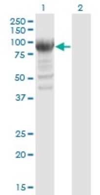 Western Blot: RRM1 Antibody (2G6) [H00006240-M07] - Analysis of RRM1 expression in transfected 293T cell line by RRM1 monoclonal antibody (M07), clone 2G6. Lane 1: RRM1 transfected lysate (Predicted MW: 90.1 KDa). Lane 2: Non-transfected lysate.