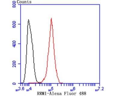 Flow Cytometry: RRM1 Antibody (JB09-43) [NBP2-75650] - Analysis of A431 cells with RRM1 antibody at 1/50 dilution (blue) compared with an unlabelled control (cells without incubation with primary antibody; red). Alexa Fluor 488-conjugated goat anti-rabbit IgG was used as the secondary antibody.