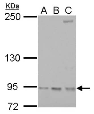 Western Blot: RRM1 Antibody [NBP2-20231] - A. 30 ug NIH-3T3 whole cell lysate/extract B. 30 ug Raw264. 7 whole cell lysate/extract C. 30 ug C2C12 whole cell lysate/extract5 % SDS-PAGE RRM1 antibody dilution: 1:1000.