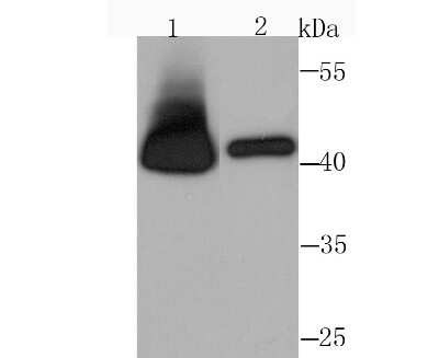 Western Blot: RRM2 Antibody (JM93-43) [NBP2-75651] - Analysis of RRM2 on Hela (1) and HepG2 (2) cell lysate using anti-RRM2 antibody at 1/1,000 dilution.