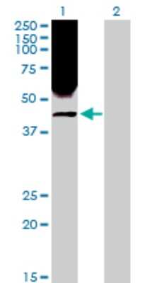 Western Blot: RRM2 Antibody [H00006241-D01P] - Analysis of RRM2 expression in transfected 293T cell line by RRM2 polyclonal antibody.Lane 1: RRM2 transfected lysate(44.90 KDa).Lane 2: Non-transfected lysate.