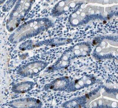 Immunohistochemistry-Paraffin: RRP1 Antibody [NBP1-85338] - Staining of human duodenum shows moderate nuclear positivity in glandular cells. 