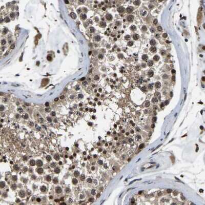 Immunohistochemistry-Paraffin: RRP1B Antibody [NBP1-81533] - Staining of human testis shows moderate to strong nuclear positivity in cells in seminiferous ducts.