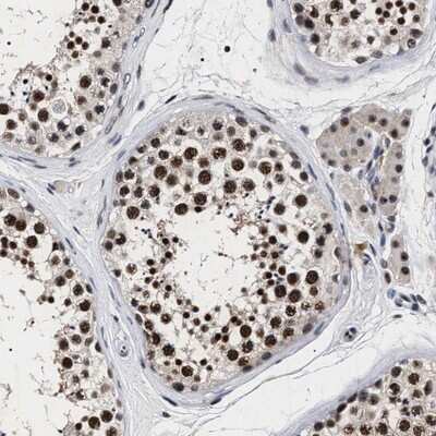 Immunohistochemistry-Paraffin: RRP1B Antibody [NBP1-81534] - Staining of human testis shows strong nuclear positivity in cells in seminiferus ducts.