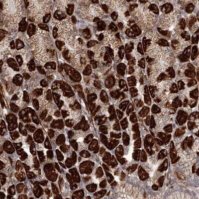 Immunohistochemistry-Paraffin RRP36 Antibody - BSA Free