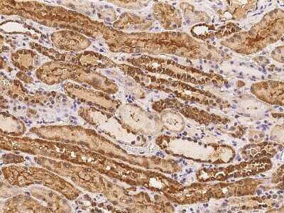 Immunohistochemistry-Paraffin: RRP36 Antibody [NBP2-98183] - Immunochemical staining of human RRP36 in human kidney with rabbit polyclonal antibody at 1:100 dilution, formalin-fixed paraffin embedded sections.
