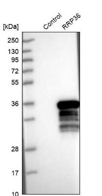 Western Blot RRP36 Antibody - BSA Free