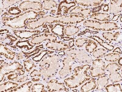 Immunohistochemistry-Paraffin: RRP4 Antibody [NBP2-97759] - Immunochemical staining of human RRP4 in human kidney with rabbit polyclonal antibody at 1:100 dilution, formalin-fixed paraffin embedded sections.