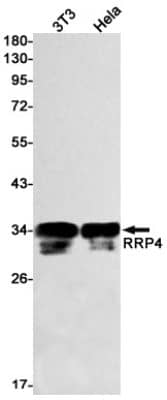 Western Blot: RRP4 Antibody (S02-7D6) [NBP3-19765] - Western blot detection of RRP4 in 3T3, Hela cell lysates using NBP3-19765 (1:1000 diluted). Predicted band size: 33kDa. Observed band size: 33kDa.