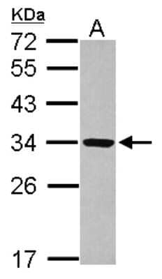 Western Blot: RRP4 Antibody [NBP2-20235] - Sample (30 ug of whole cell lysate) A: HCT116 12% SDS PAGE gel, diluted at 1:1000.