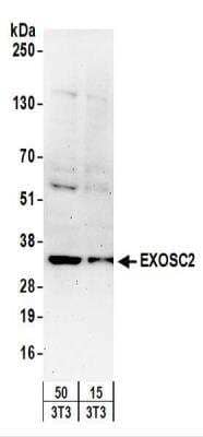 Western Blot: RRP4 Antibody [NBP2-22240] - Whole cell lysate (15 and 50 ug) from mouse NIH3T3 cells.  NBP2-22240 used for WB at 0.4 ug/ml.  Detection: Chemiluminescence with an exposure time of 3 minutes.