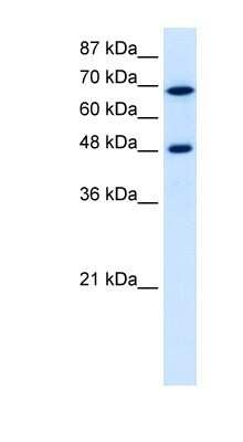 Western Blot: RRP9 Antibody [NBP1-57217] - Jurkat cell lysate, concentration 5.0ug/ml.