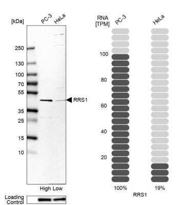 <b>Orthogonal Strategies Validation. </b>Western Blot: RRS1 Antibody [NBP2-49323] - Analysis in human cell lines PC-3 and HeLa. Corresponding RNA-seq data are presented for the same cell lines. Loading control: Anti-HSP90B1.