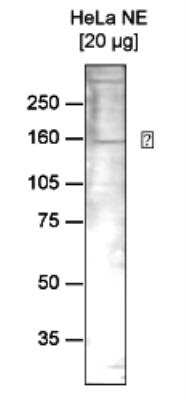 Western Blot: RSF1 Antibody (C.15100041) [NBP2-59281] - Analysis using the monoclonal antibody directed against hRSF1. Western blot was performed on nuclear extracts from HeLa cells (HeLa NE, 20 ug) using the monoclonal antibody against hRSF1, diluted 1:1,000 in TBS-Tween containing 5% skimmed milk. The molecular weight (in kDa) is shown on the left), the position of the protein of interest is shown on the right.