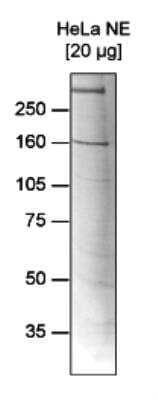 Western Blot RSF1 Antibody (C.15200041)