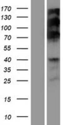 Western Blot RSF1 Overexpression Lysate