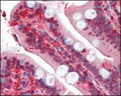 Immunohistochemistry: RSK1 Antibody (10B1D7A9) [NBP1-47405] - Analysis of human small intestine tissues uing RSK1 mouse mAb.