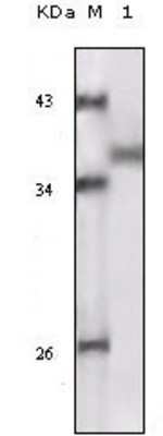 Western Blot: RSK1 Antibody (10B1D7A9) [NBP1-47405] - Analysis using RSK1 mouse mAb against truncated RSK1 recombinant protein.