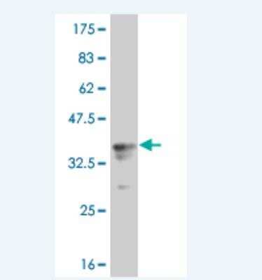 Western Blot: RSK1 Antibody (2E3.) [H00006195-M01] - Detection against Immunogen (34.25 KDa) .