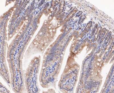 Immunohistochemistry-Paraffin: RSK1 Antibody (JE48-76) [NBP2-80423] - Analysis in mouse colon tissue using RSK1 antibody. The section was pre-treated using heat mediated antigen retrieval with sodium citrate buffer (pH 6.0) for 20 minutes. The tissues were blocked in 5% BSA for 30 minutes at room temperature, washed with dd